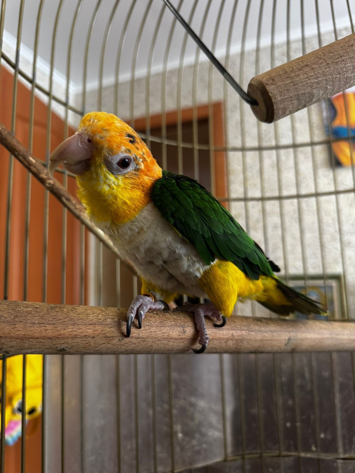 Рудоголовий каик