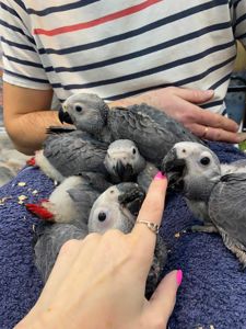 Серый попугай Жако, ручной попугай в семью