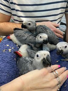 Серый попугай Жако, ручной попугай в семью