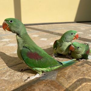 Александрийский попугай, александриец ручной выкормиш