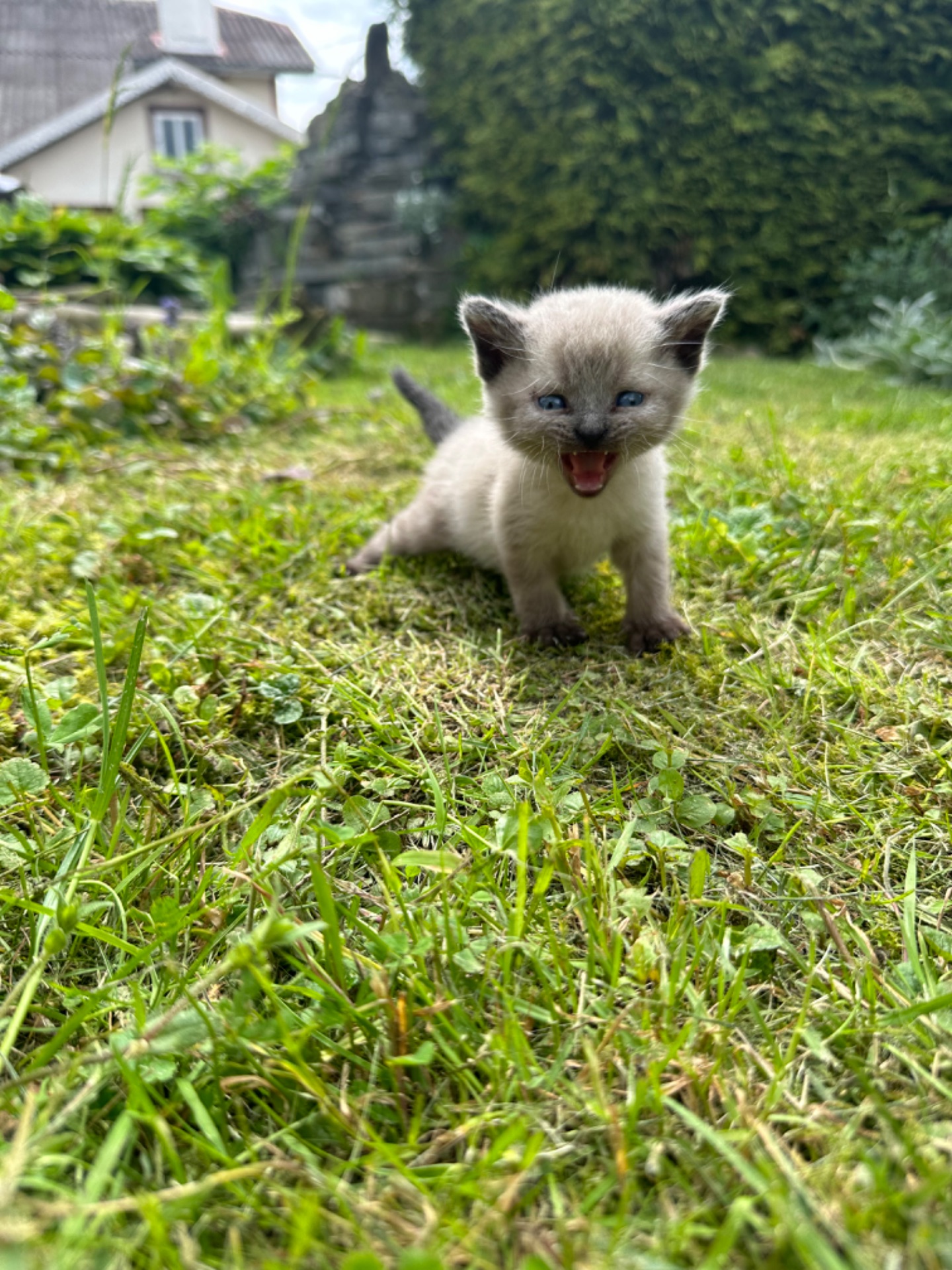 Скоттіш Страй