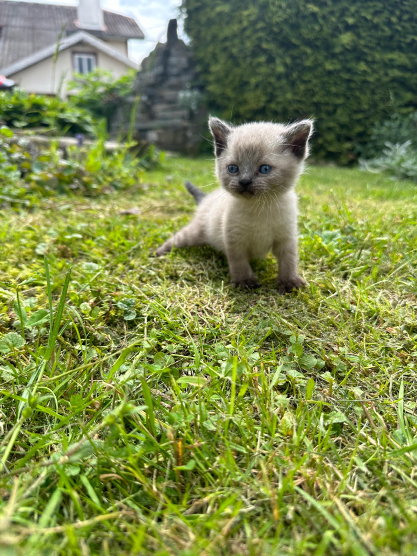 Скоттіш Страй