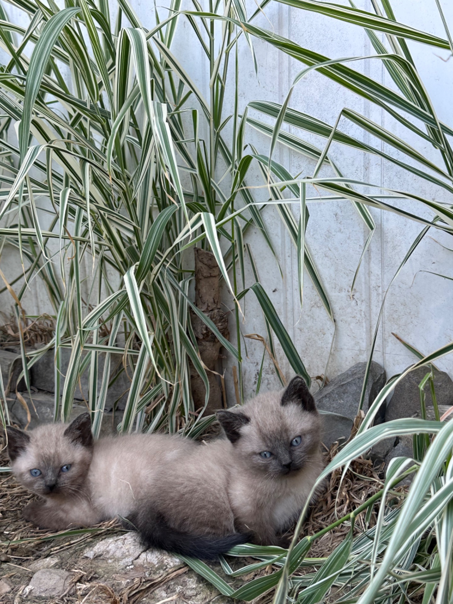 Скоттіш Страй