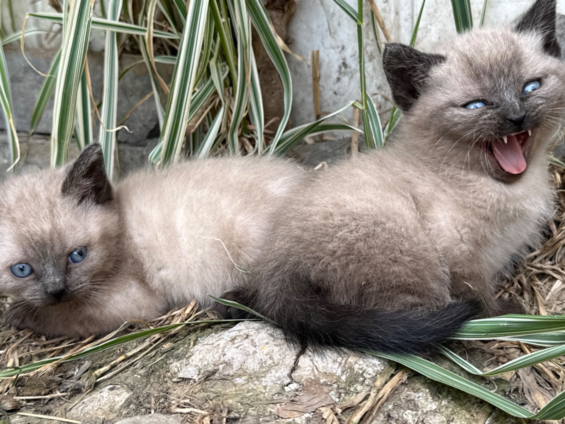 Скоттіш Страй