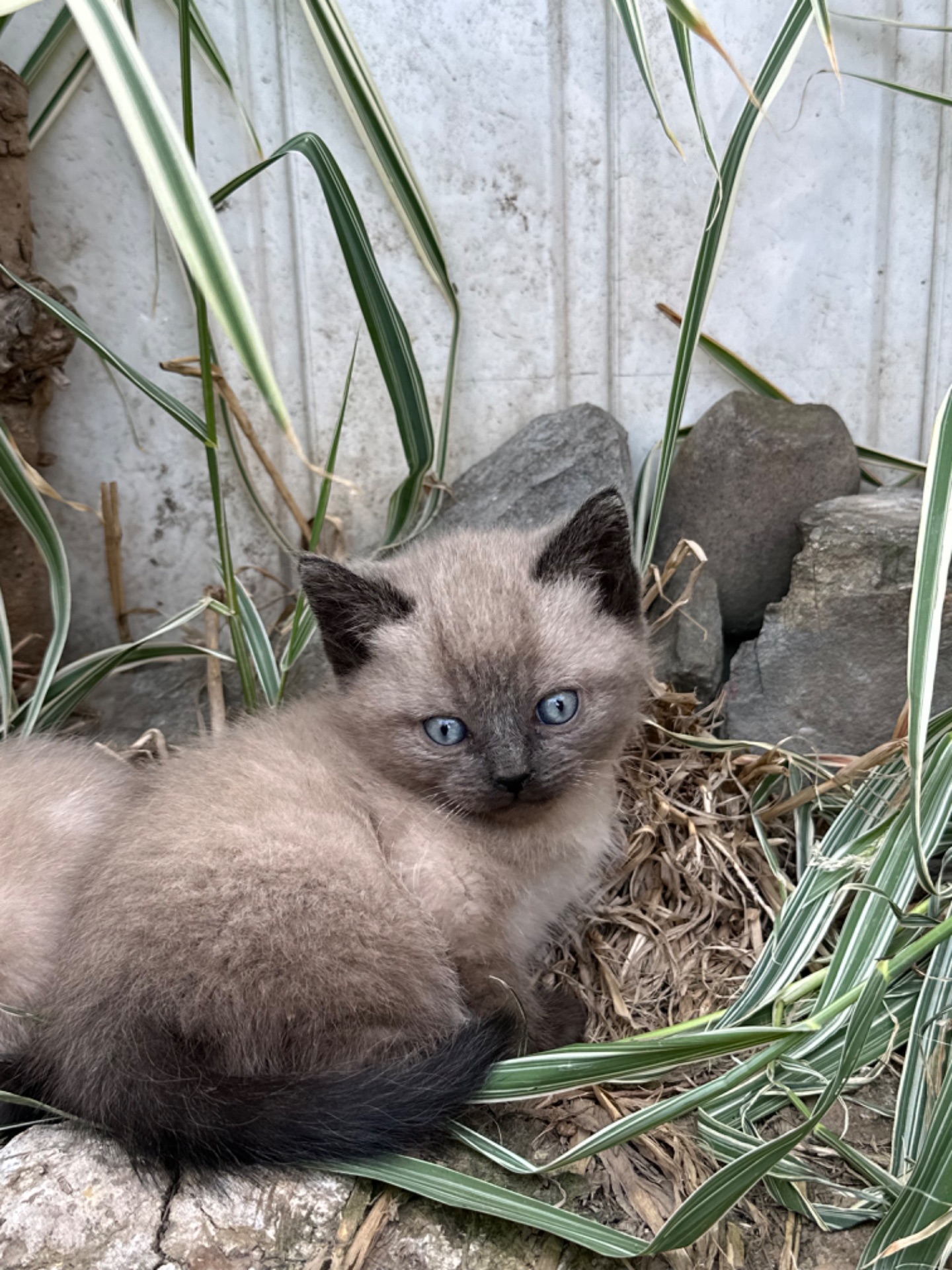 Скоттіш Страй