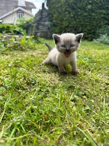 Скоттіш Страй