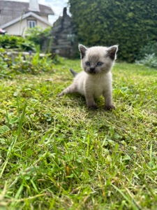 Скоттіш Страй