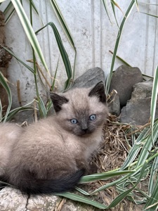 Скоттіш Страй