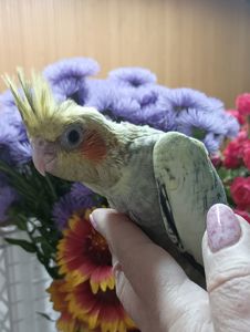 Супер ручні малюки корелла