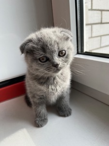 Шотландська