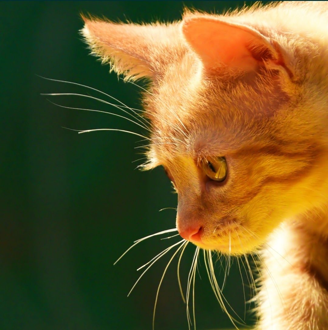Кошеня наших домашніх Котів