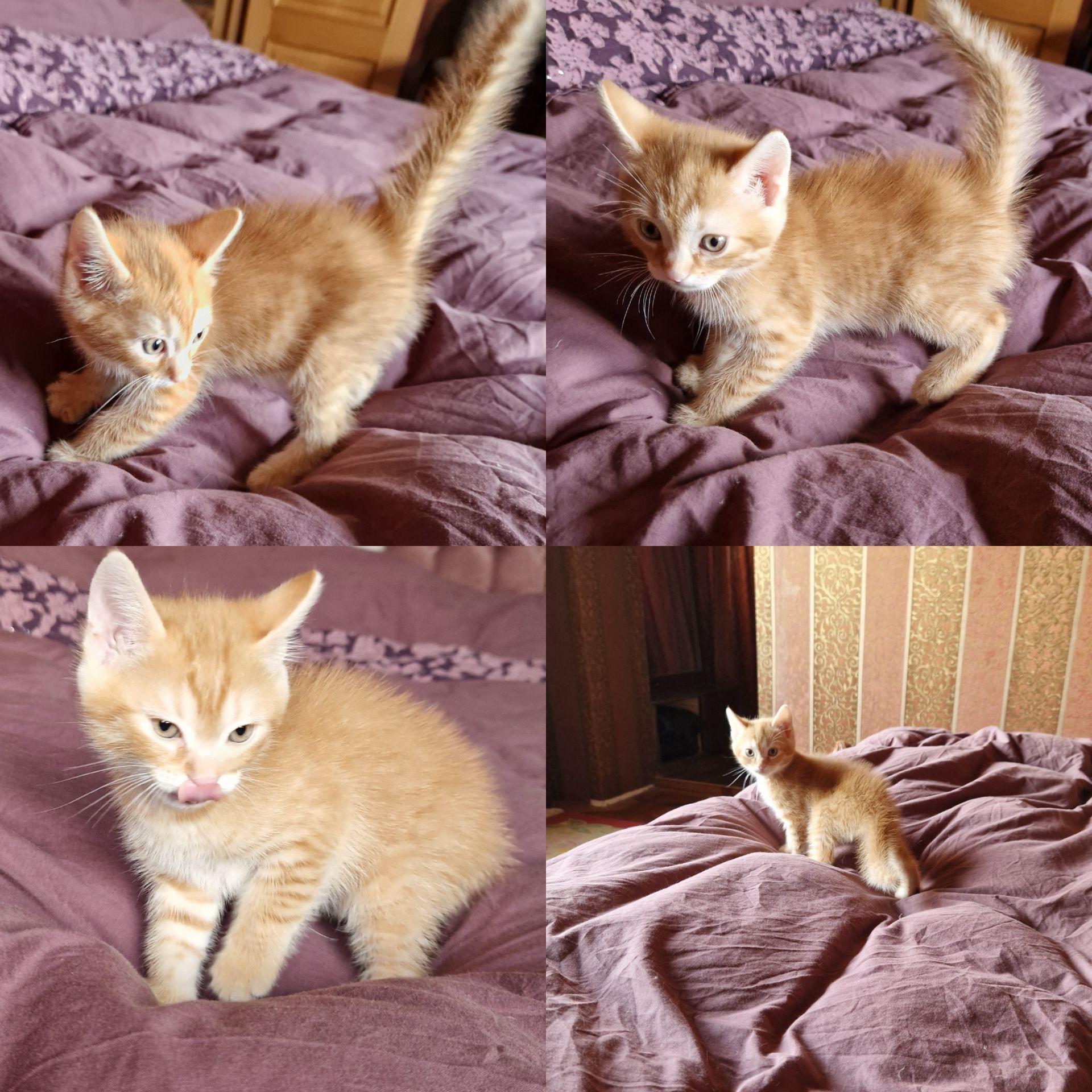 Кошеня наших домашніх Котів