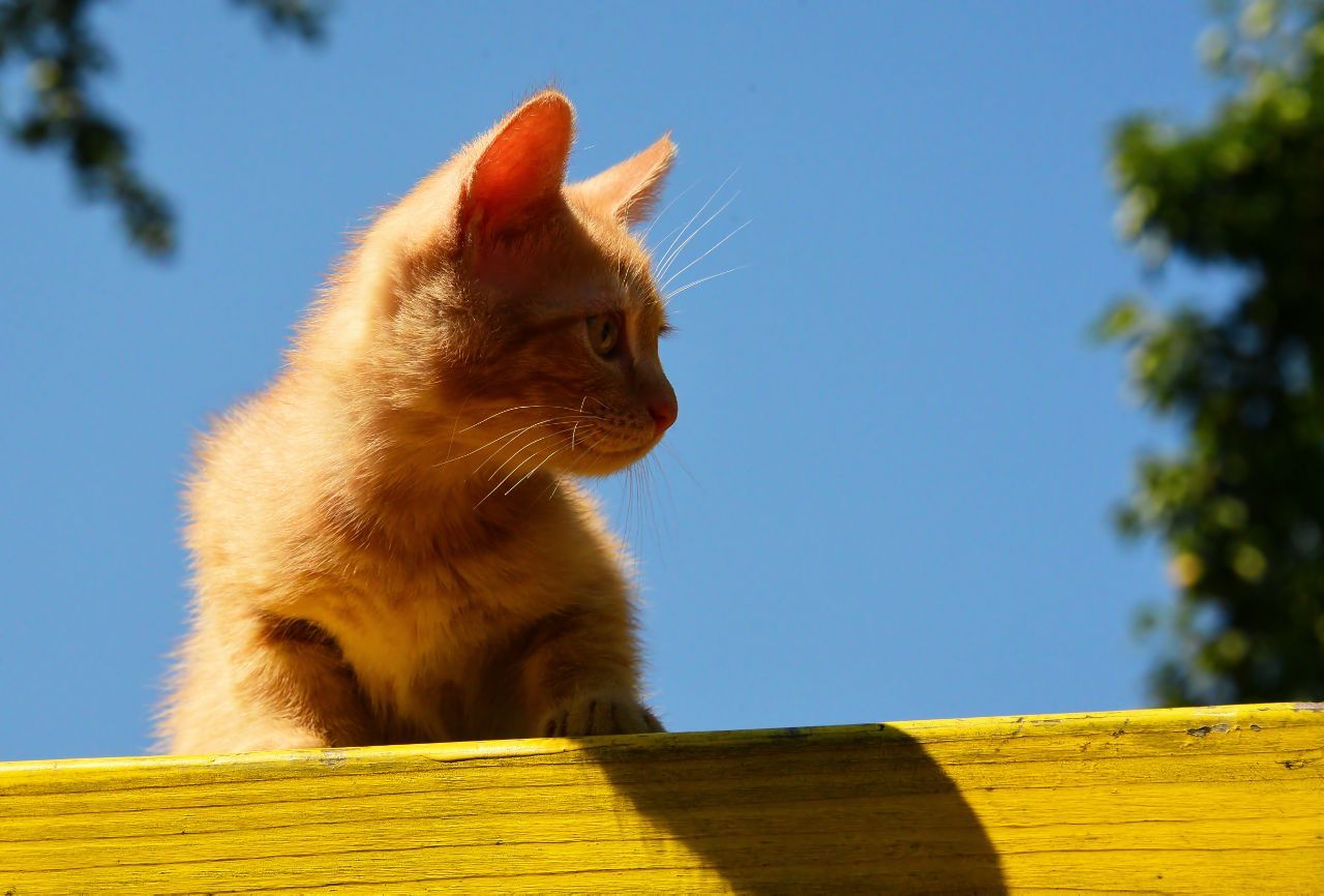 Кошеня наших домашніх Котів