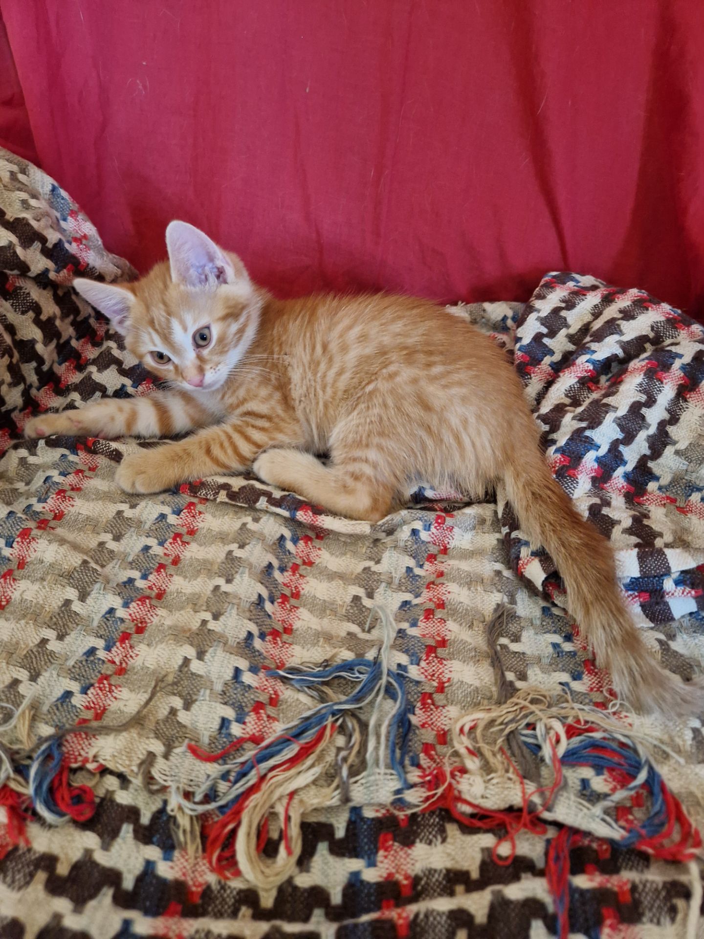 Кошеня наших домашніх Котів
