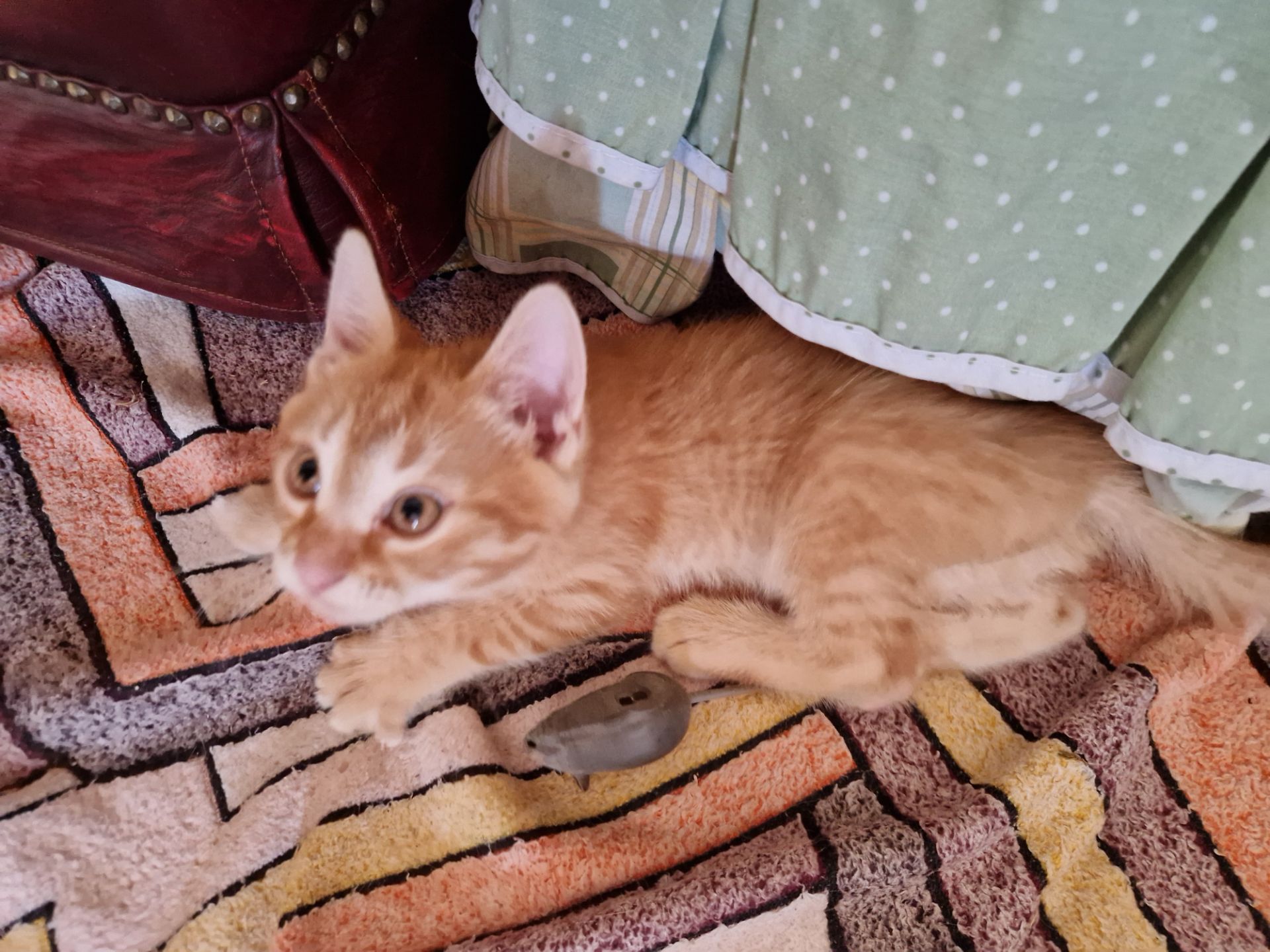 Кошеня наших домашніх Котів