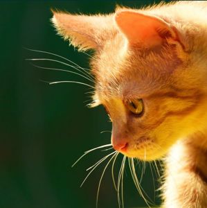 Кошеня наших домашніх Котів