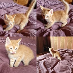 Кошеня наших домашніх Котів