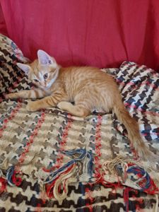 Кошеня наших домашніх Котів
