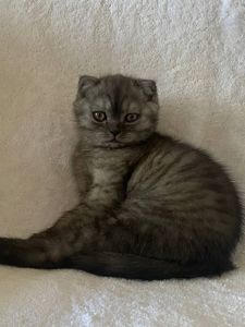 Висловухий хлопчик