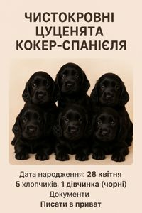 Чистокровні цуценята