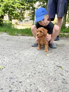 Той пудель хлопчик