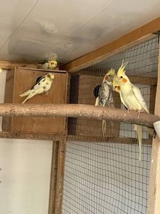 Кореда молоді 2 місяця