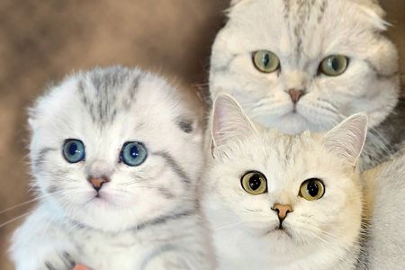 мальчики-красавчики скоттиш фолд ищут новый дом