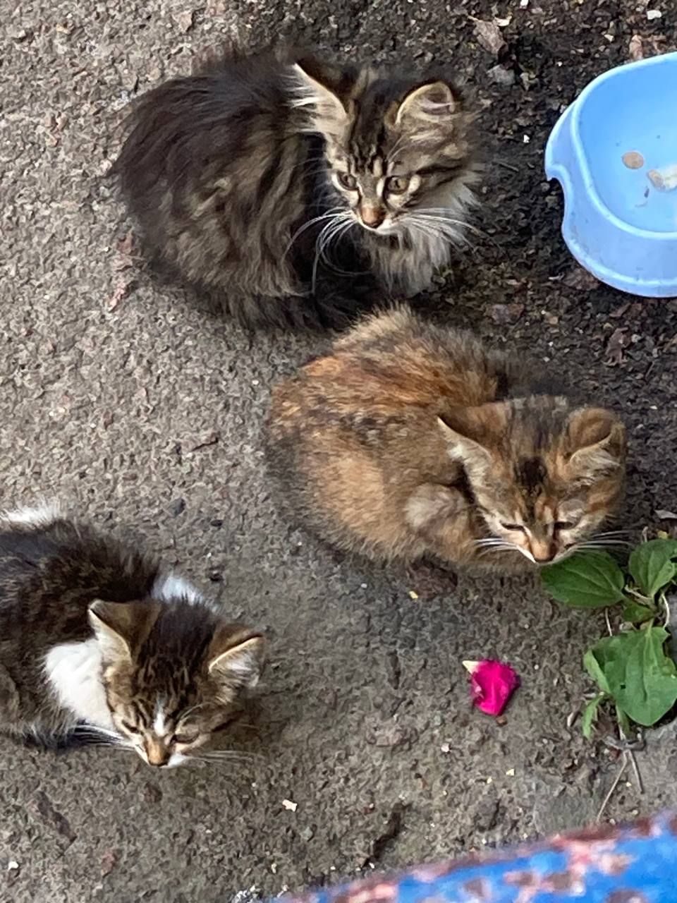 Кошенята. Район Дорогожичі