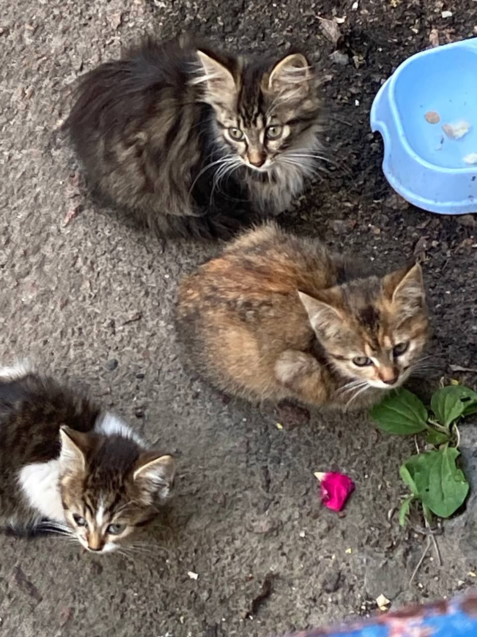 Кошенята. Район Дорогожичі