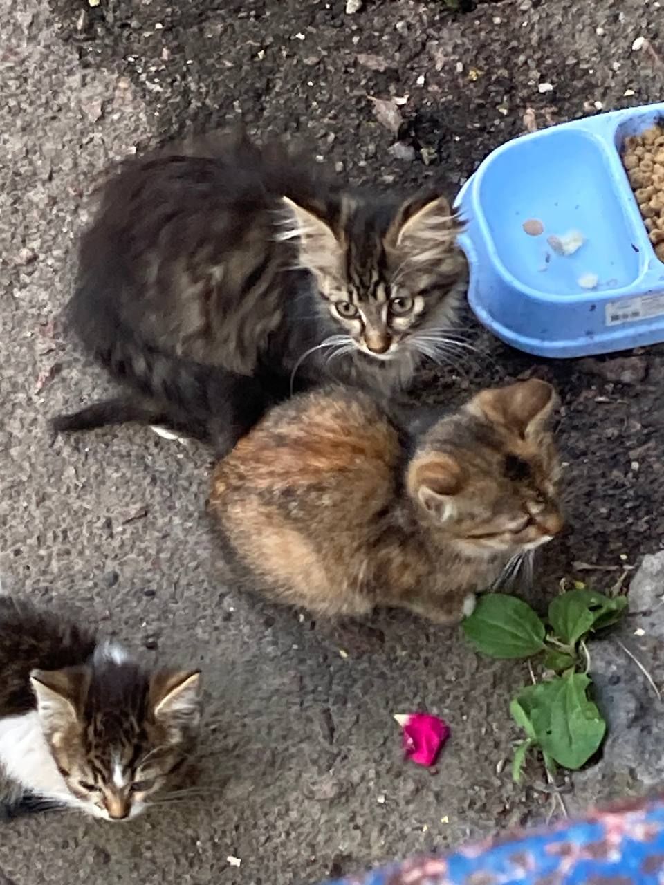Кошенята. Район Дорогожичі