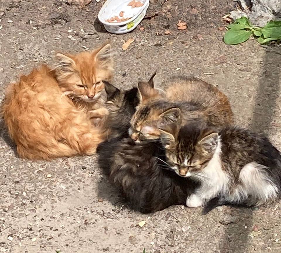 Кошенята. Район Дорогожичі