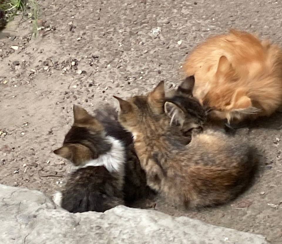 Кошенята. Район Дорогожичі
