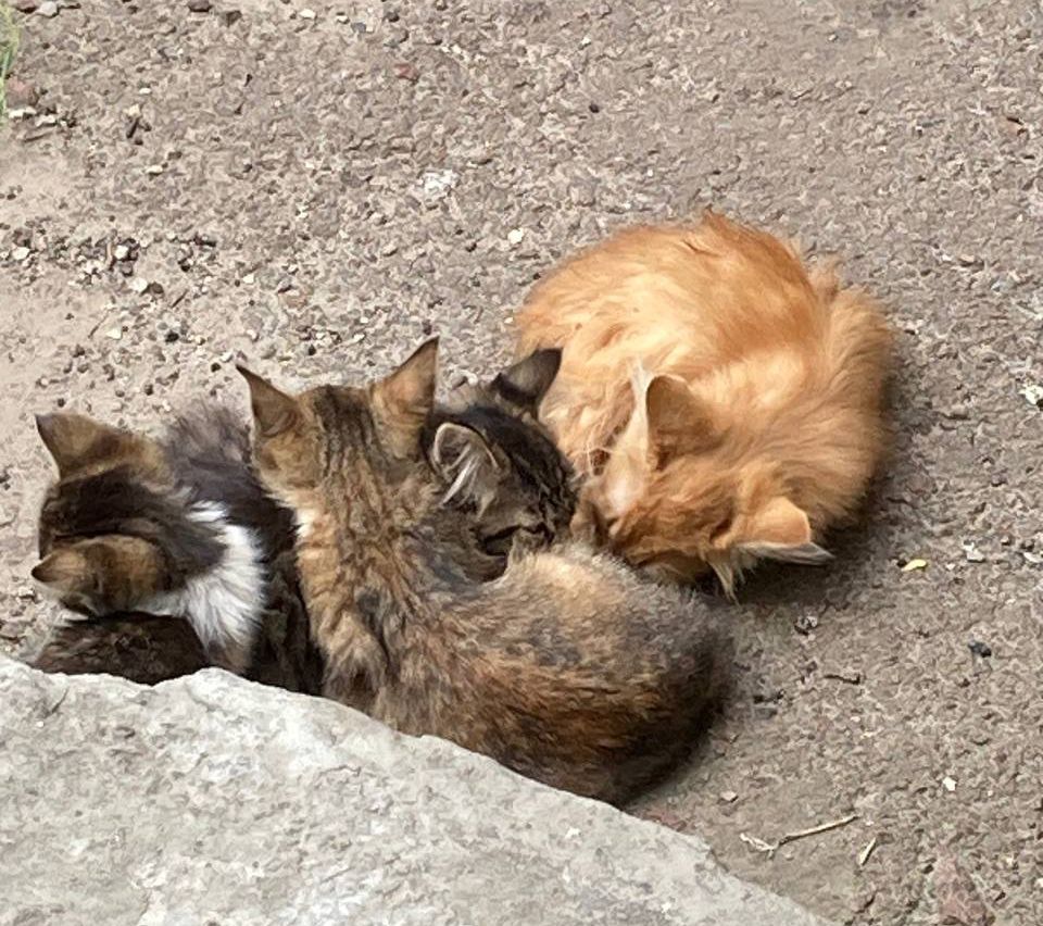 Кошенята. Район Дорогожичі