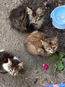 Кошенята. Район Дорогожичі