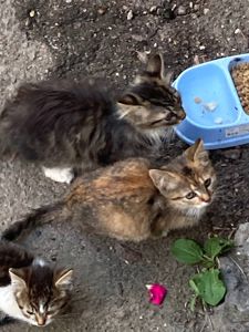 Кошенята. Район Дорогожичі