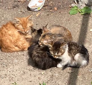Кошенята. Район Дорогожичі