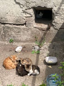 Кошенята. Район Дорогожичі
