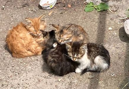 Кошенята. Район Дорогожичі