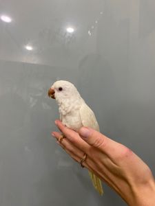 Белый попугай Калита Монах, Белый квакер, ручные птенцы