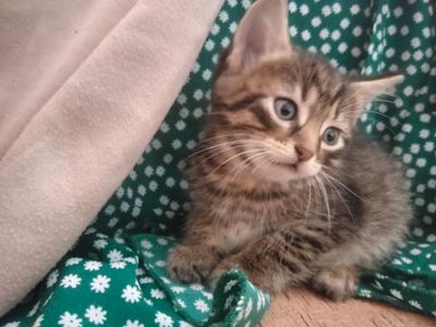 Кошенята від кицьки Іриски
