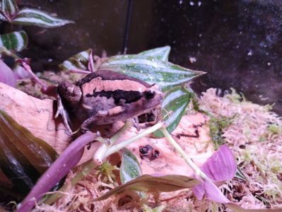Украшенная бычья лягушка Узкорот Kaloula pulchra