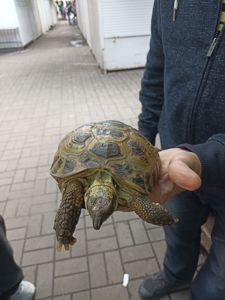 Середньоазіатська черепаха сухопутна