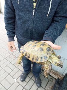 Середньоазіатська черепаха сухопутна