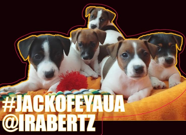 Цуценята Джек Рассел тер'єр дівчинка