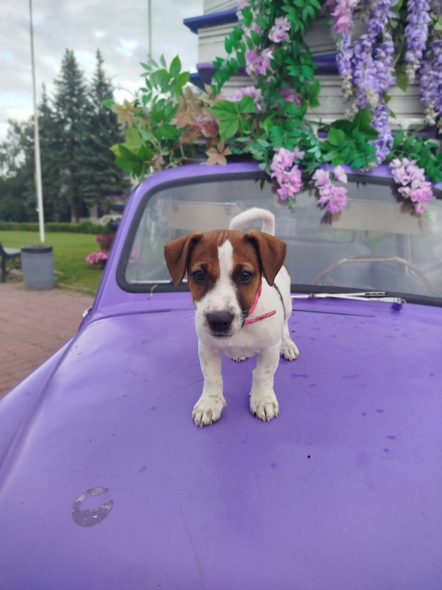 Цуценя Джек Рассел тер'єр