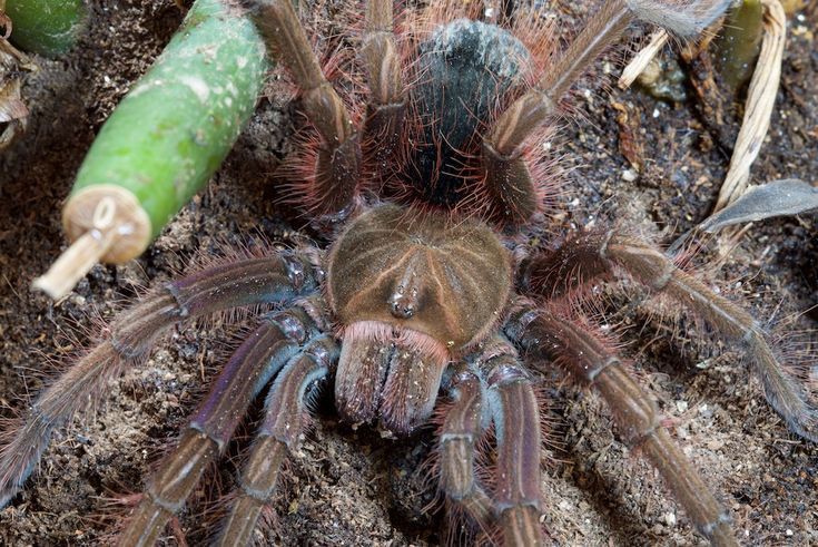 Theraphosa Apophysis