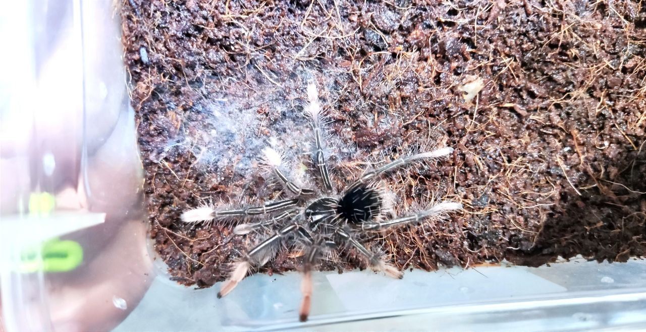 Theraphosa Apophysis