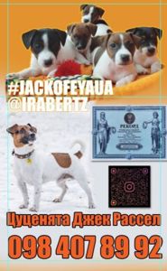 Цуценята Джек Рассел тер'єр дівчинка