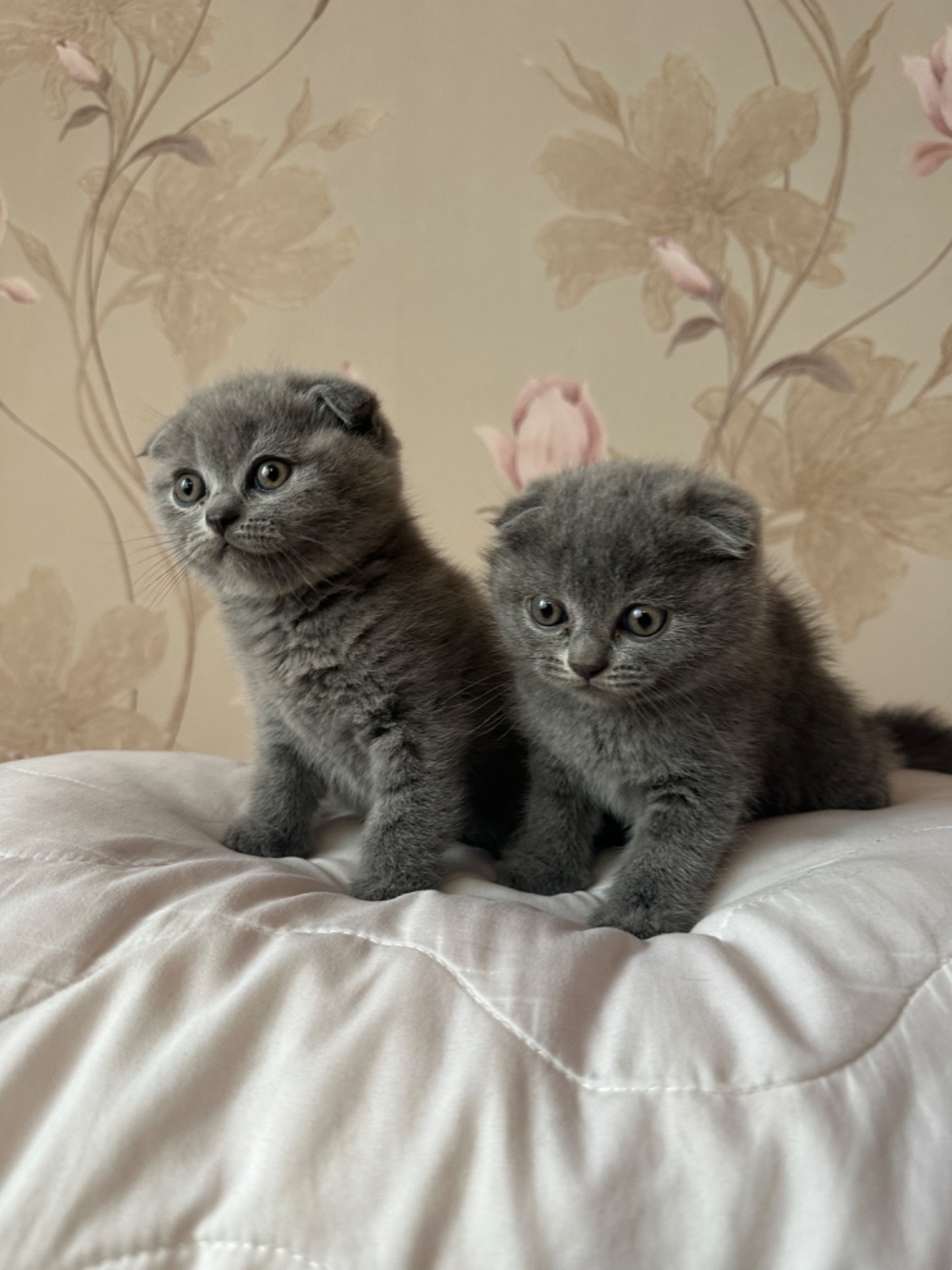Шотландські кошенята