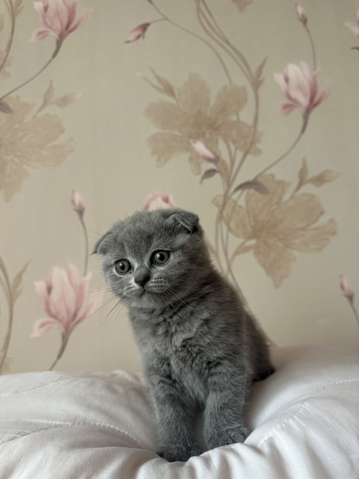 Шотландські кошенята
